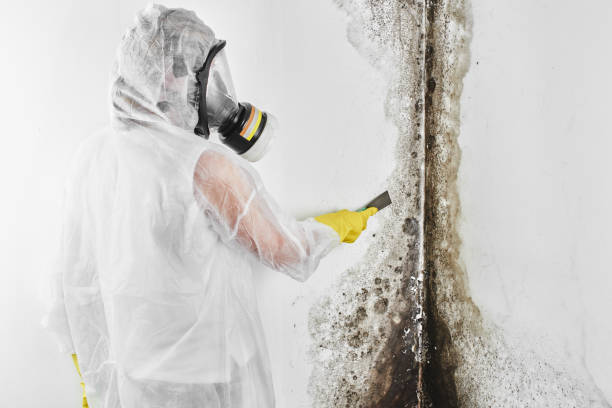 Office Mold Removal Services in Pewee Valley, KY