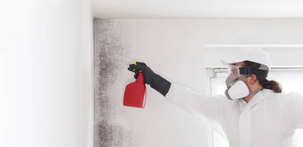 Best Toxic Mold Removal  in Pewee Valley, KY