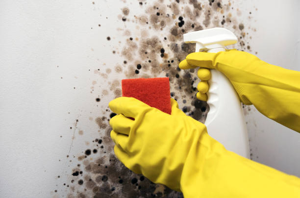 Best Certified Mold Removal  in Pewee Valley, KY
